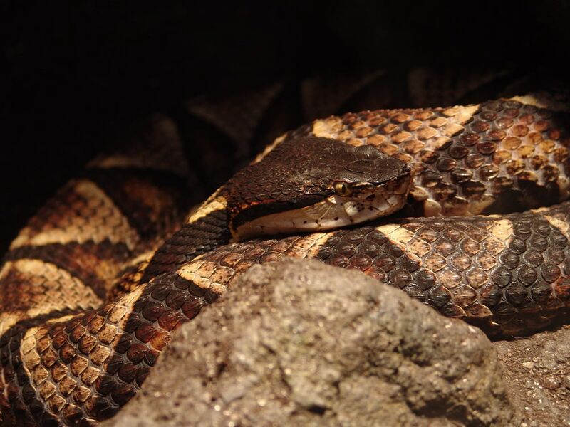 ファイル:Sharp-Nosed Viper 01.jpg