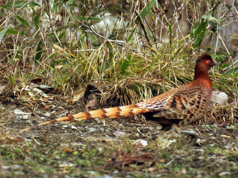 ファイル:Syrmaticus soemmerringii2.jpg