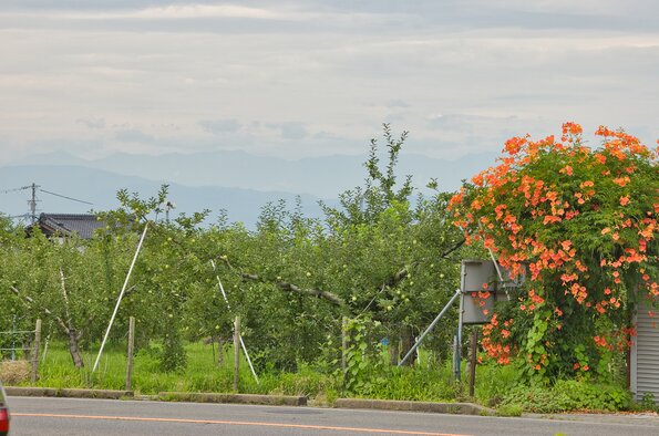 夏のリンゴ畑